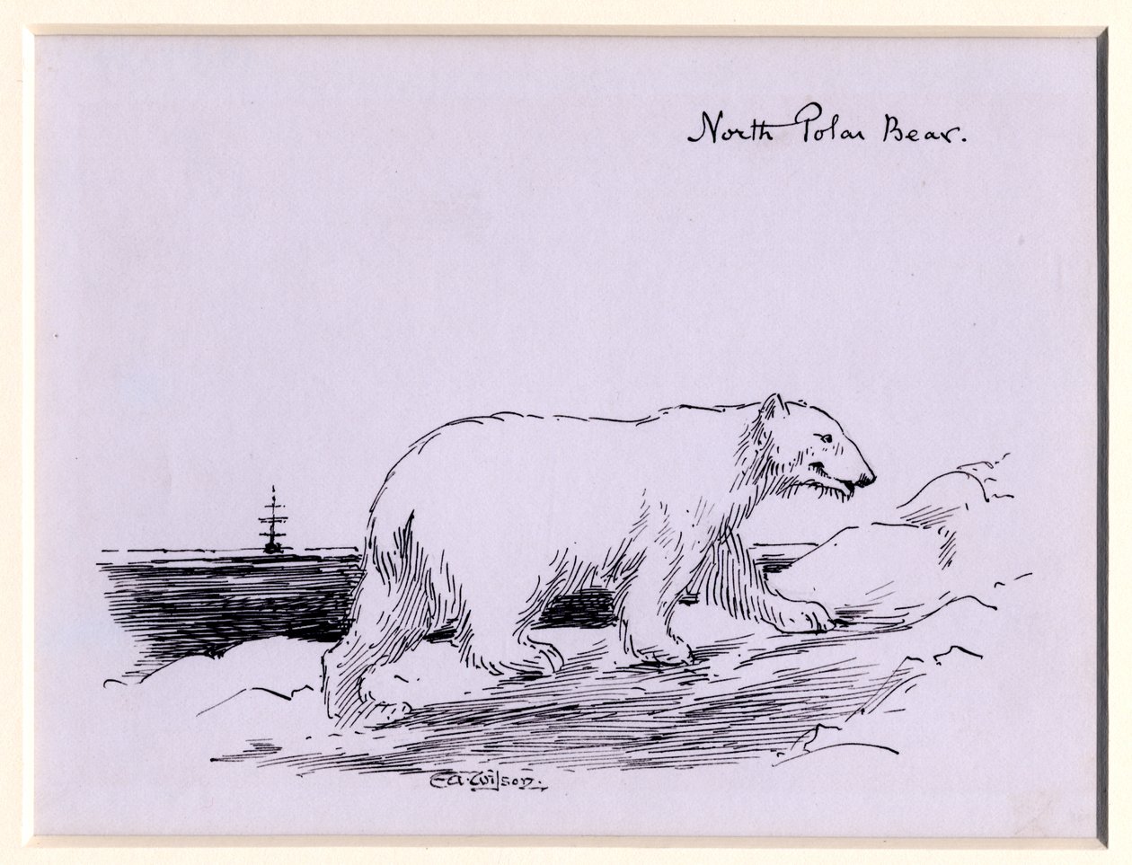 Jääkarhu, n. 1905 (muste paperille) tekijältä Edward Adrian Wilson