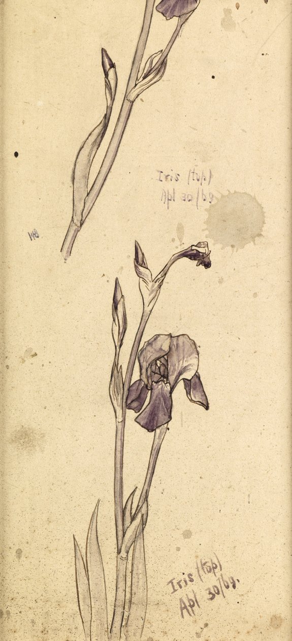 Irikset, 1869 tekijältä Edward Burne Jones