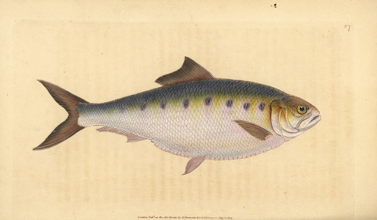 Allis shad, Alosa alosa (Shad, Clupea alosa). Käsinvärinen kuparilevy, jonka on piirtänyt ja kaivertanut Edward Donovan teoksestaan Natural History of British Fishes, Donovan and F.C. ja J. Rivington, Lontoo tekijältä Edward Donovan