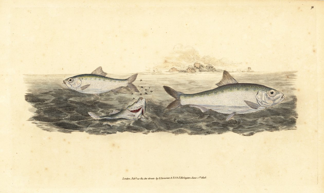 Allis shad, Alosa alosa (valkoinen syötti, Clupea alosa). Käsinvärinen kuparilevy, jonka on piirtänyt ja kaivertanut Edward Donovan teoksestaan Natural History of British Fishes, Donovan and F.C. ja J. Rivington, Lontoo tekijältä Edward Donovan