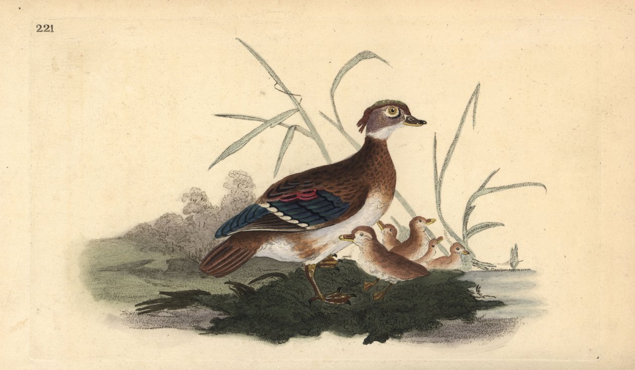 Amerikkalainen metsäankka (naaras ja nuori). Käsinvärinen kuparilevy, jonka on piirtänyt ja kaivertanut Edward Donovan omasta "British Birds -luonnonhistoriastaan", Lontoossa tekijältä Edward Donovan