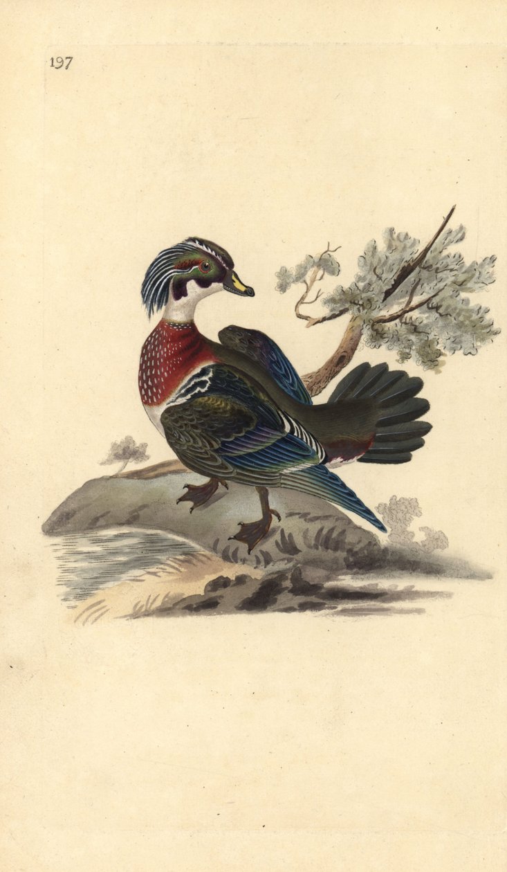 Amerikkalainen ankka, Aix sponsa. Käsinvärinen kuparilevy, jonka on piirtänyt ja kaivertanut Edward Donovan omasta "British Birds -luonnonhistoriastaan", Lontoossa tekijältä Edward Donovan