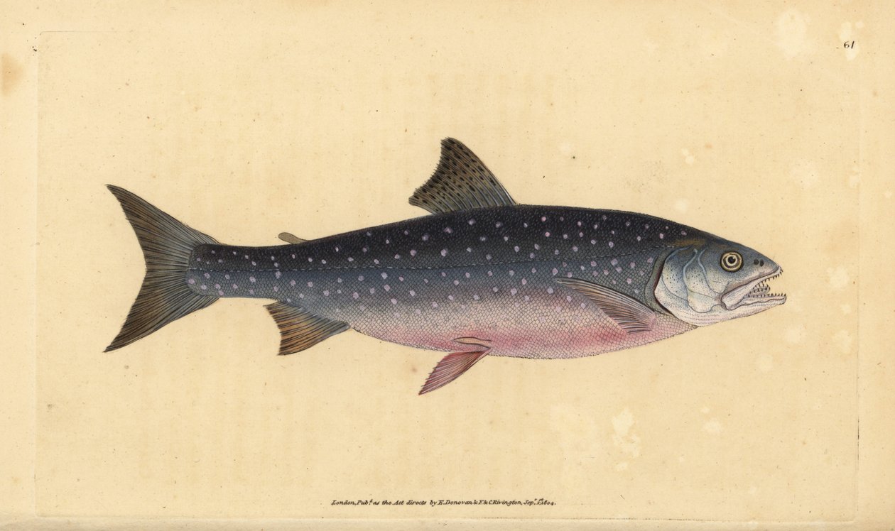 nieriä, Salvelinus alpinus alpinus (alppilohi, Salmo alpinus). Käsinvärinen kuparilevy, jonka on piirtänyt ja kaivertanut Edward Donovan teoksestaan Natural History of British Fishes, Donovan and F.C. ja J. Rivington, Lontoo tekijältä Edward Donovan