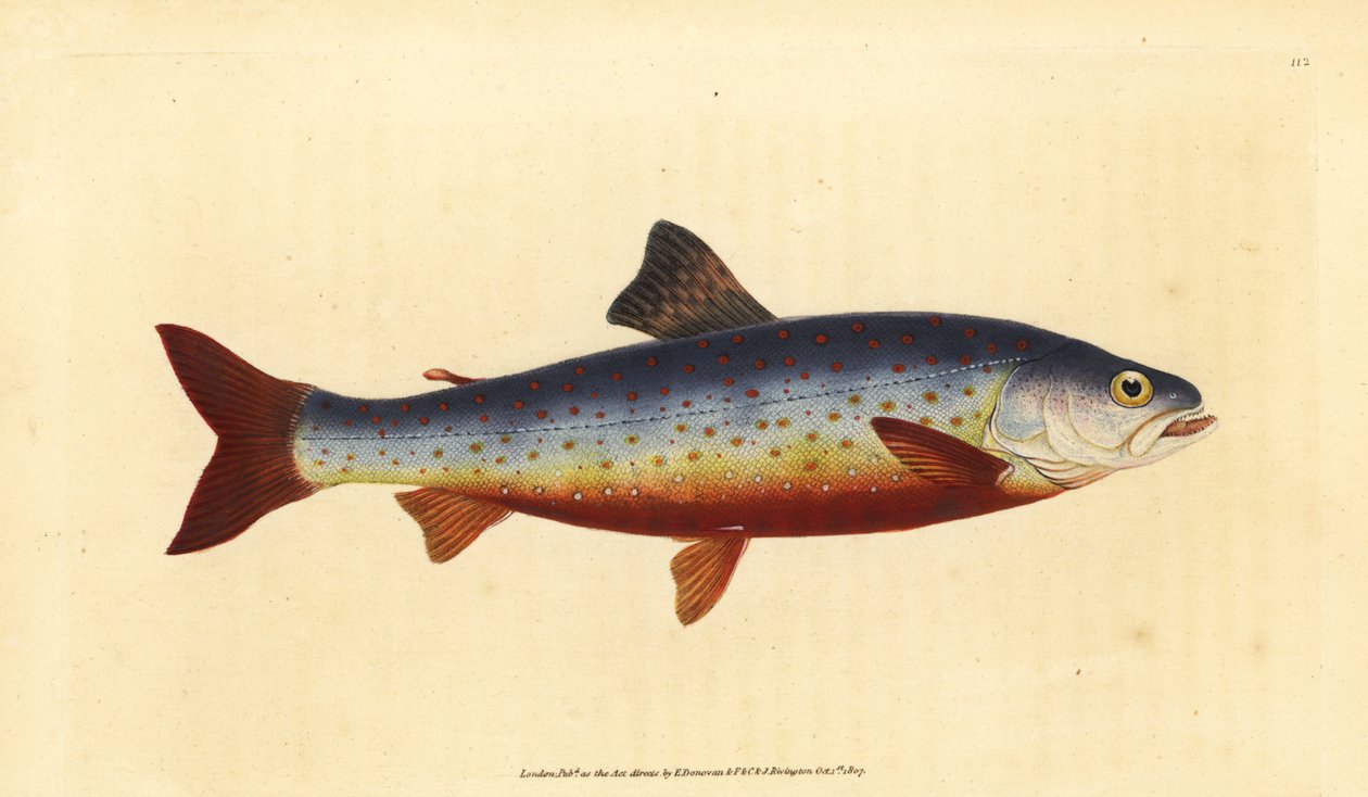 Arctic charr, Salvelinus alpinus alpinus (Salvelian charr, Salmo salvelinus). Käsinvärinen kuparilevy, jonka on piirtänyt ja kaivertanut Edward Donovan teoksestaan Natural History of British Fishes, Donovan and F.C. ja J. Rivington, Lontoo tekijältä Edward Donovan