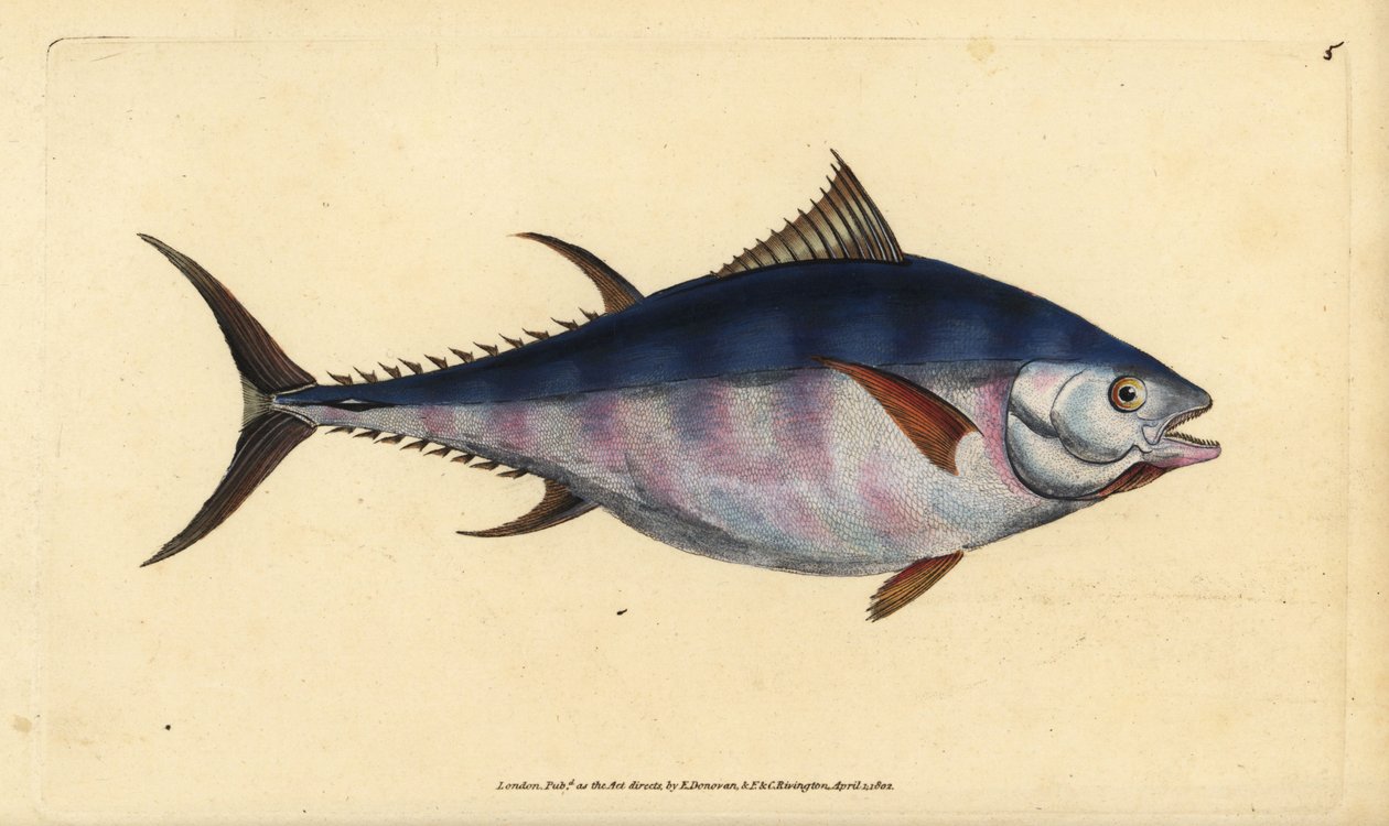 Atlantin tonnikala, Thunnus thynnus (uhanalainen). Tunny, Scomber thynnus. Käsinvärinen kuparilevy, jonka on piirtänyt ja kaivertanut Edward Donovan teoksestaan Natural History of British Fishes, Donovan and F.C. ja J. Rivington, Lontoo tekijältä Edward Donovan