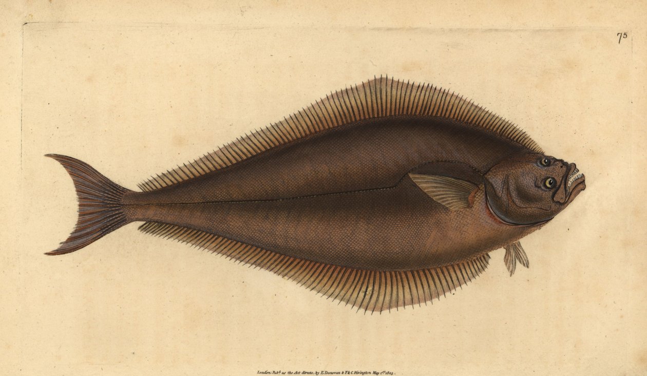 Atlantin pallas, Hippoglossus hippoglossus. Uhanalainen. (Holibut, Pleuronectes hippoglossus). Käsinvärinen kuparilevy, jonka on piirtänyt ja kaivertanut Edward Donovan teoksestaan Natural History of British Fishes, Donovan and F.C. ja J. Rivington, Lontoo tekijältä Edward Donovan