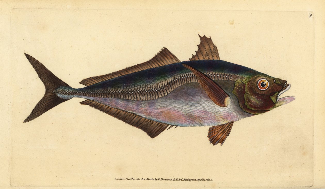 piikkimakrilli, Trachurus trachurus (Scad, Scomber trachurus). Käsinvärinen kuparilevy, jonka on piirtänyt ja kaivertanut Edward Donovan teoksestaan Natural History of British Fishes, Donovan and F.C. ja J. Rivington, Lontoo tekijältä Edward Donovan
