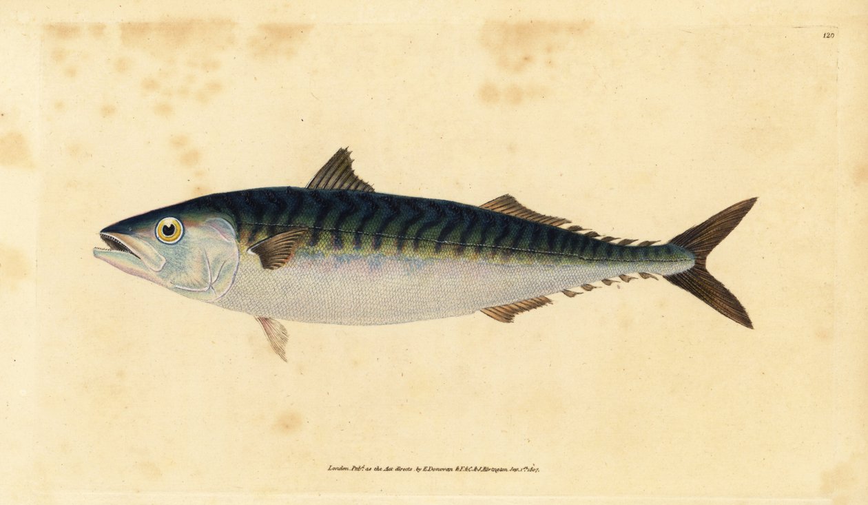 makrilli, Scomber scombrus (Mackarel, Scomber scombrus). Käsinvärinen kuparilevy, jonka on piirtänyt ja kaivertanut Edward Donovan teoksestaan Natural History of British Fishes, Donovan and F.C. ja J. Rivington, Lontoo tekijältä Edward Donovan