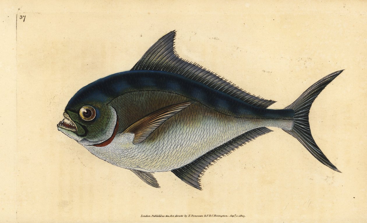 Atlantin pomfret, Brama brama (Rayn hammastettu kullattu pää, Sparus raii). Käsinvärinen kuparilevy, jonka on piirtänyt ja kaivertanut Edward Donovan teoksestaan Natural History of British Fishes, Donovan and F.C. ja J. Rivington, Lontoo tekijältä Edward Donovan
