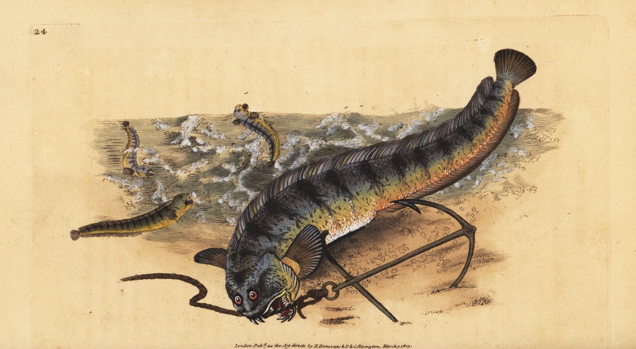 Atlantin merisusi tai raidallinen merisusi, Anarhichas lupus. Käsinvärinen kuparilevy, jonka on piirtänyt ja kaivertanut Edward Donovan teoksestaan Natural History of British Fishes, Donovan and F.C. ja J. Rivington, Lontoo tekijältä Edward Donovan