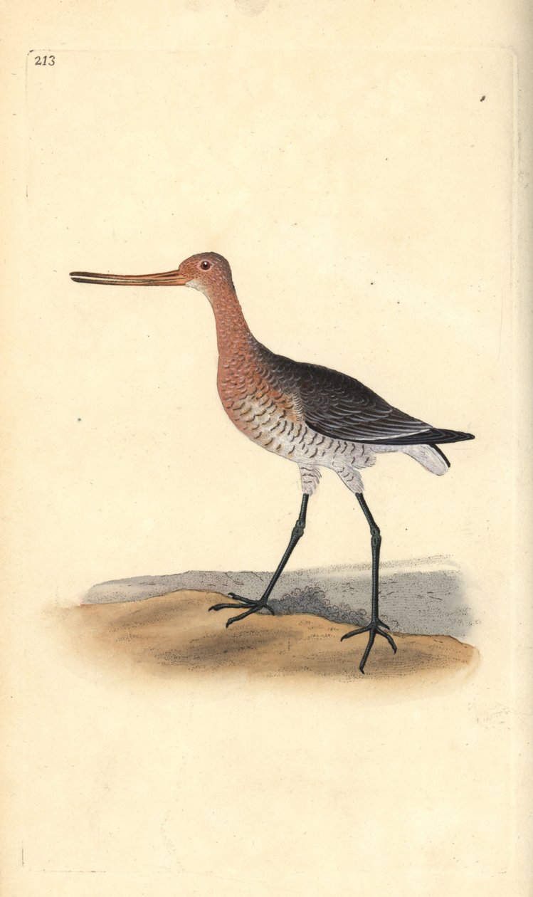 Tankkapyrstö (naaras), Limosa lapponica. Käsinvärinen kuparilevy, jonka on piirtänyt ja kaivertanut Edward Donovan omasta "British Birds -luonnonhistoriastaan", Lontoossa tekijältä Edward Donovan