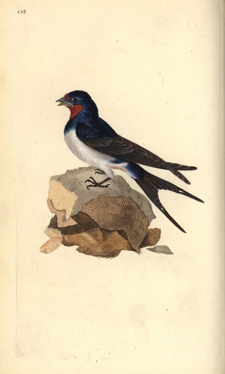 Pääskynen, Hirundo rustica. Käsinvärinen kuparilevy, jonka on piirtänyt ja kaivertanut Edward Donovan omasta "British Birds -luonnonhistoriastaan", Lontoossa tekijältä Edward Donovan
