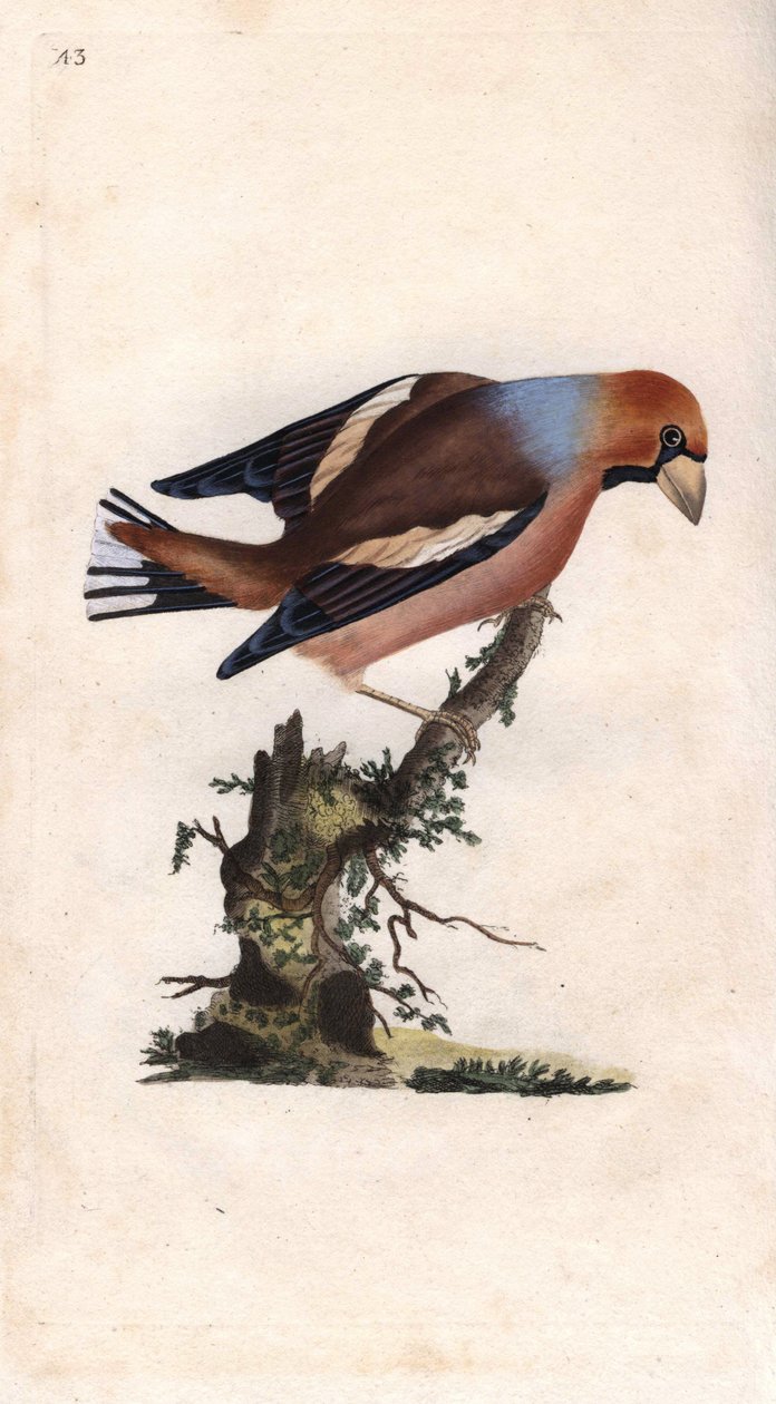 Iso nokka rikkoo ytimen. Coccothraustes (Loxia coccothraustes). Edward Donovanin (1768-1837) kuparikaiverrus, julkaistu Natural History of British Birdsissä, Lontoossa tekijältä Edward Donovan