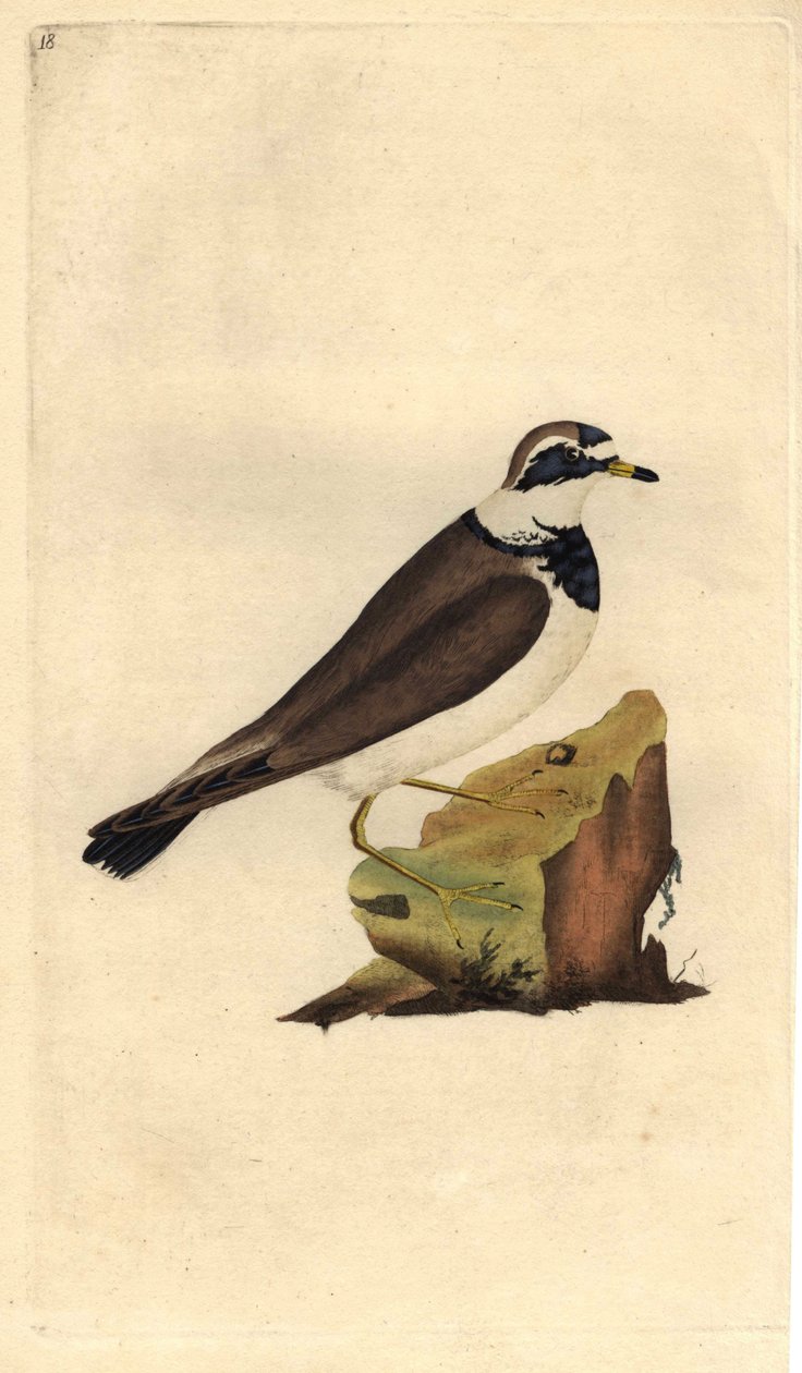 Iso sora. Charadrius hiaticula. Edward Donovanin (1768-1837) kuparikaiverrus, julkaistu Natural History of British Birdsissä, Lontoossa tekijältä Edward Donovan