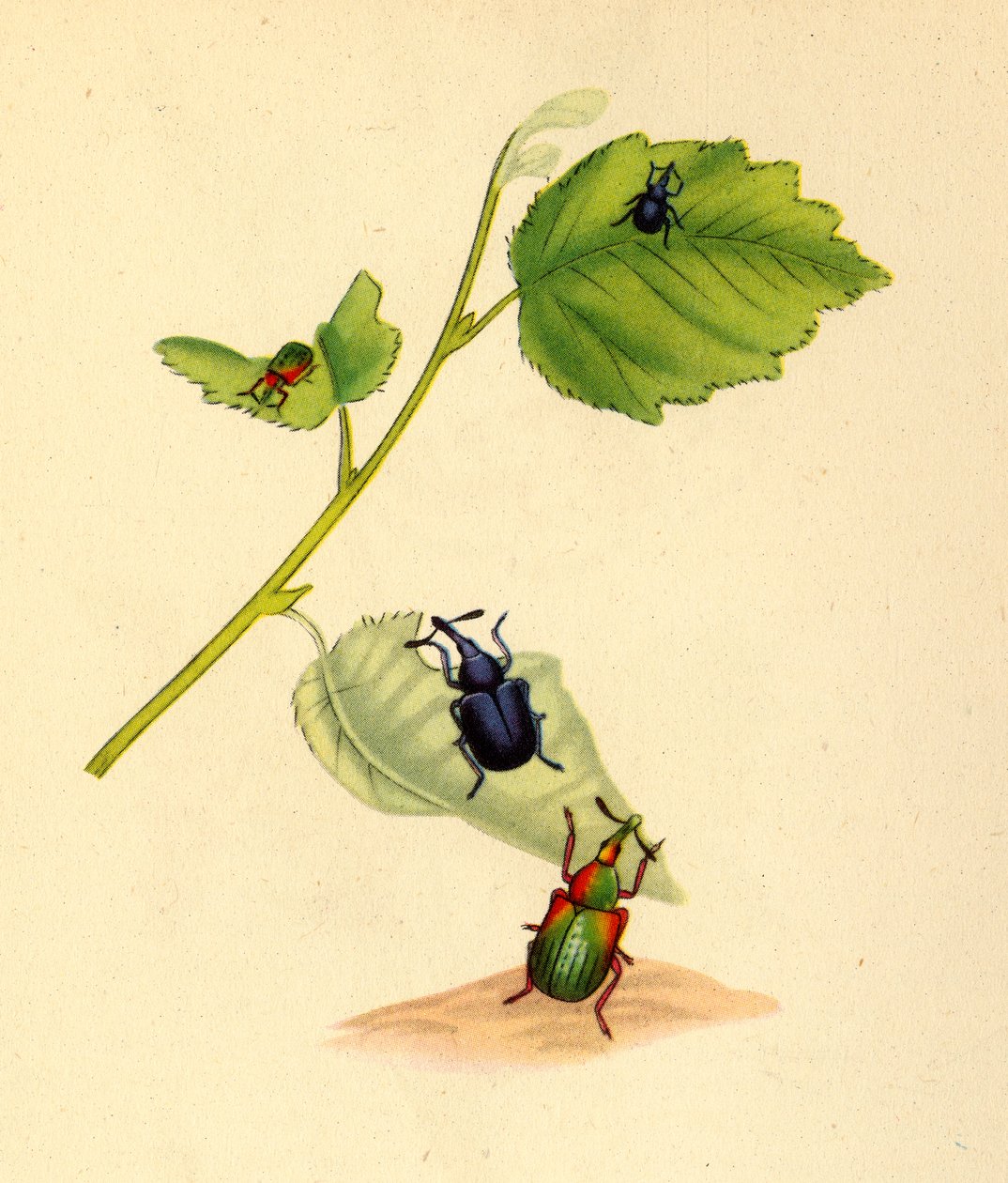 "Birch Weevils", 1794, 1945. tekijältä Edward Donovan