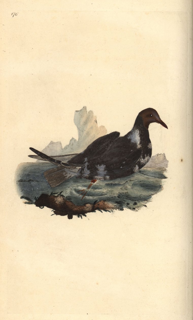 Mustapäinen lokki, Chroicocephalus ridibundus, kesällä höyhenpeite ruskea pää. Käsinvärinen kuparilevy, jonka on piirtänyt ja kaivertanut Edward Donovan omasta "British Birds -luonnonhistoriastaan", Lontoossa tekijältä Edward Donovan
