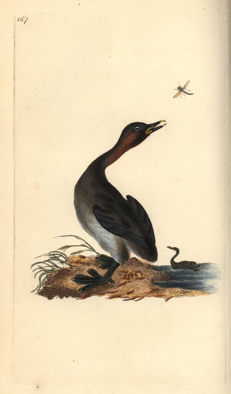 Mustaleukakurkku, Podiceps hebridicus. (Pieni grebe, Tachybaptus ruficollis?) Edward Donovanin piirtämä ja kaivertama käsinvärinen kuparilevy Lontoon omasta "British Birds -luonnonhistoriasta" tekijältä Edward Donovan