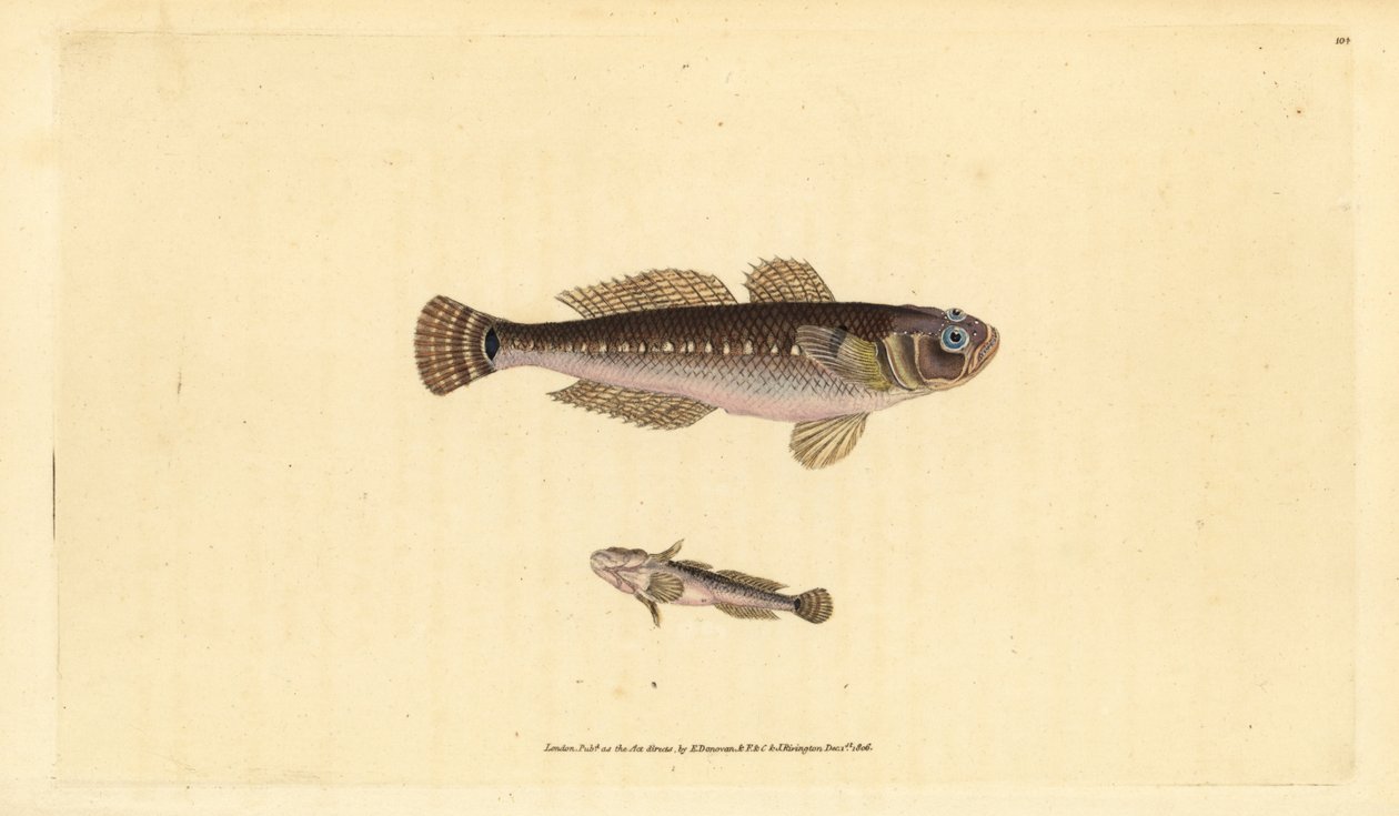 Musta goby, Gobius niger. Käsinvärinen kuparilevy, jonka on piirtänyt ja kaivertanut Edward Donovan teoksestaan Natural History of British Fishes, Donovan and F.C. ja J. Rivington, Lontoo tekijältä Edward Donovan