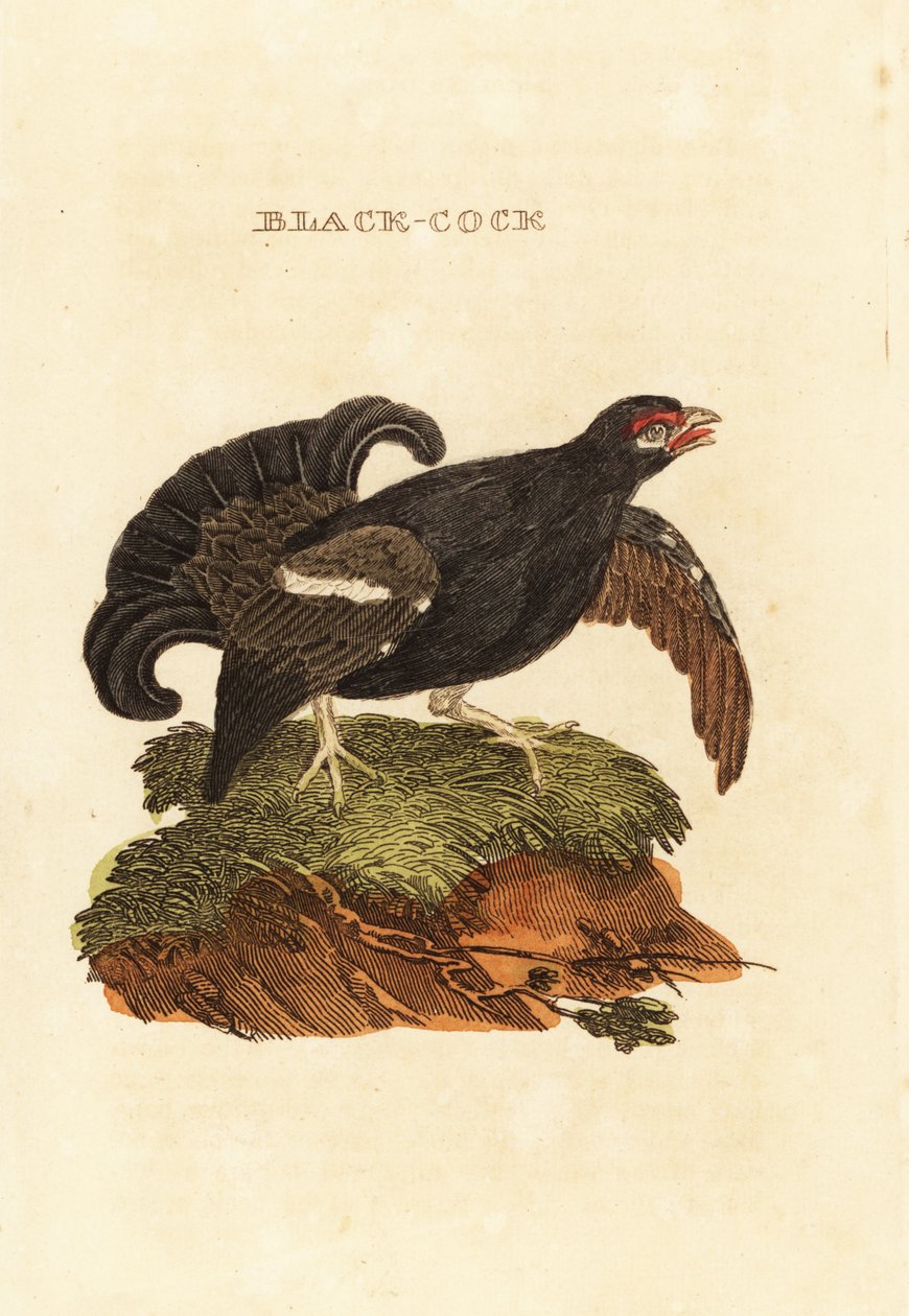 Teeri, Tetrao tetrix tekijältä Edward Donovan