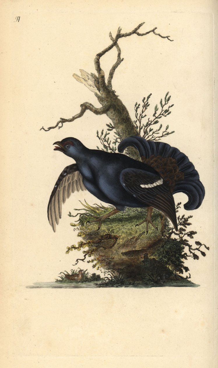 Teeri, Tetrao tetrix. Käsinvärinen kuparilevy, jonka on piirtänyt ja kaivertanut Edward Donovan omasta "British Birds -luonnonhistoriastaan", Lontoossa tekijältä Edward Donovan
