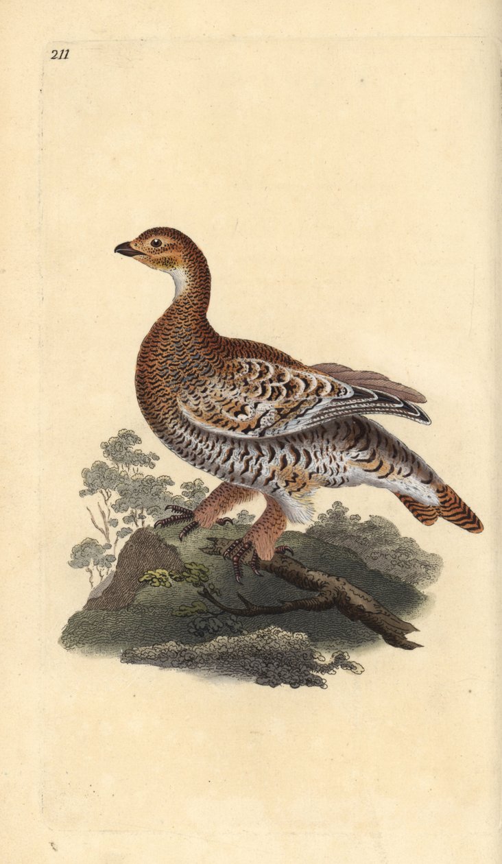 Teeri tai blackgame, Tetrao tetrix. Käsinvärinen kuparilevy, jonka on piirtänyt ja kaivertanut Edward Donovan omasta "British Birds -luonnonhistoriastaan", Lontoossa tekijältä Edward Donovan