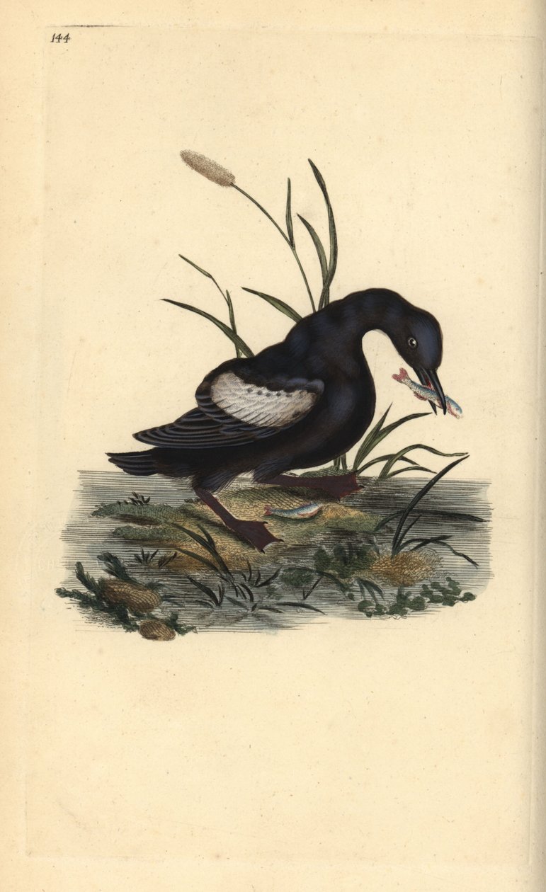 Musta guillemot tai tystie, Cepphus grylle, kala nokassaan. Käsinvärinen kuparilevy, jonka on piirtänyt ja kaivertanut Edward Donovan omasta "British Birds -luonnonhistoriastaan", Lontoossa tekijältä Edward Donovan