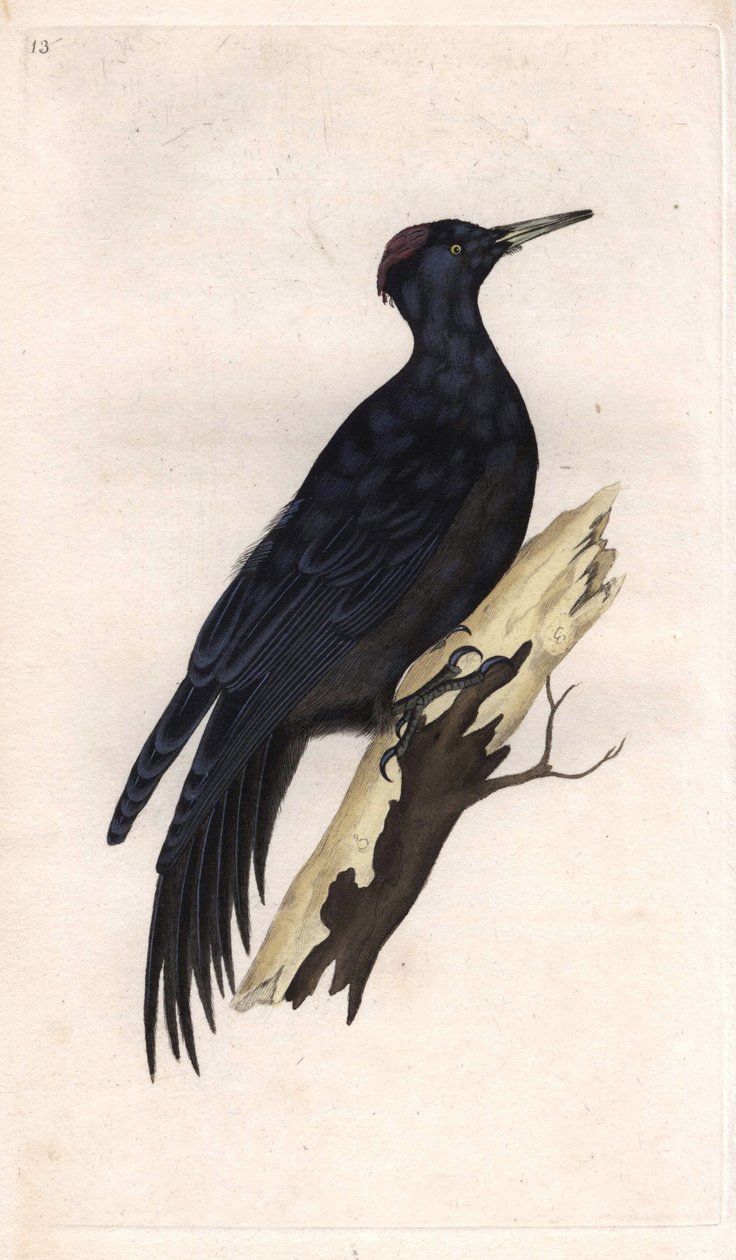 Musta huippu. Dryocopus martius (Picus martius). Edward Donovanin (1768-1837) kuparikaiverrus, julkaistu Natural History of British Birdsissä, Lontoossa tekijältä Edward Donovan