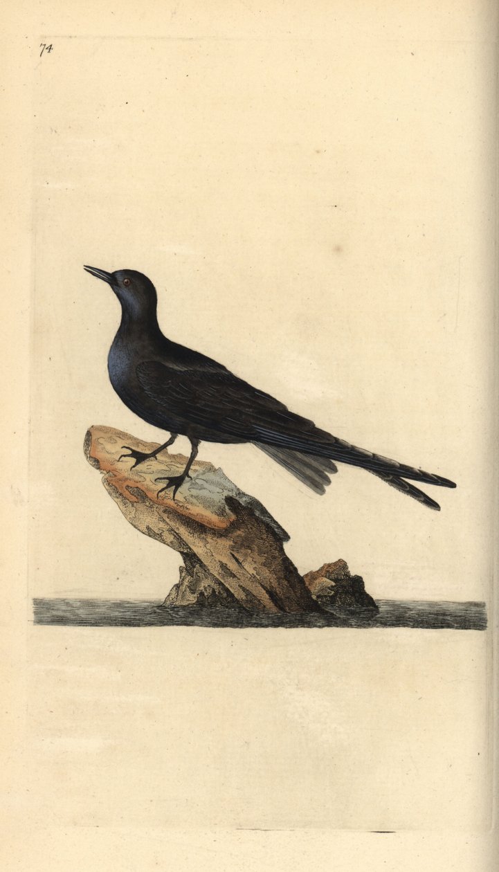 Mustatiira, Chlidonias niger. Käsinvärinen kuparilevy, jonka on piirtänyt ja kaivertanut Edward Donovan omasta "British Birds -luonnonhistoriastaan", Lontoossa tekijältä Edward Donovan