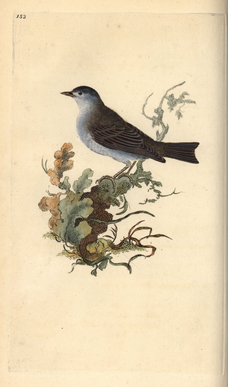 Mustapää, Sylvia atricapilla. Käsinvärinen kuparilevy, jonka on piirtänyt ja kaivertanut Edward Donovan omasta "British Birds -luonnonhistoriastaan", Lontoossa tekijältä Edward Donovan