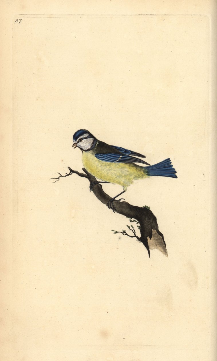 Sinitiainen, Cyanistes caeruleus. Käsinvärinen kuparilevy, jonka on piirtänyt ja kaivertanut Edward Donovan omasta "British Birds -luonnonhistoriastaan", Lontoossa tekijältä Edward Donovan