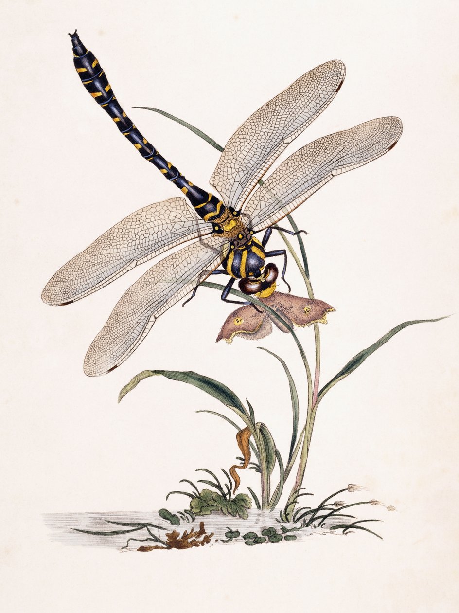 Boltonin Dragon-fly tekijältä Edward Donovan