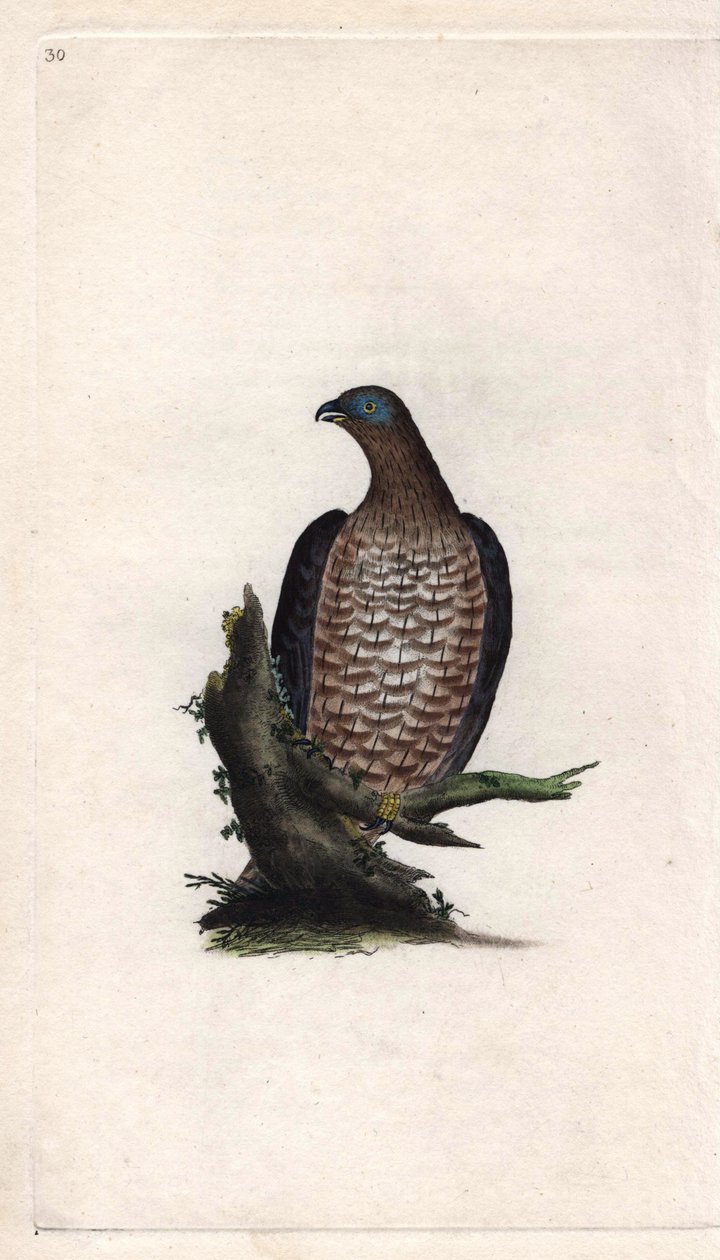 Bondree on syövä. Pernis apivorus (Falco apivorus). Edward Donovanin (1768-1837) kuparikaiverrus, julkaistu Natural History of British Birdsissä, Lontoossa tekijältä Edward Donovan