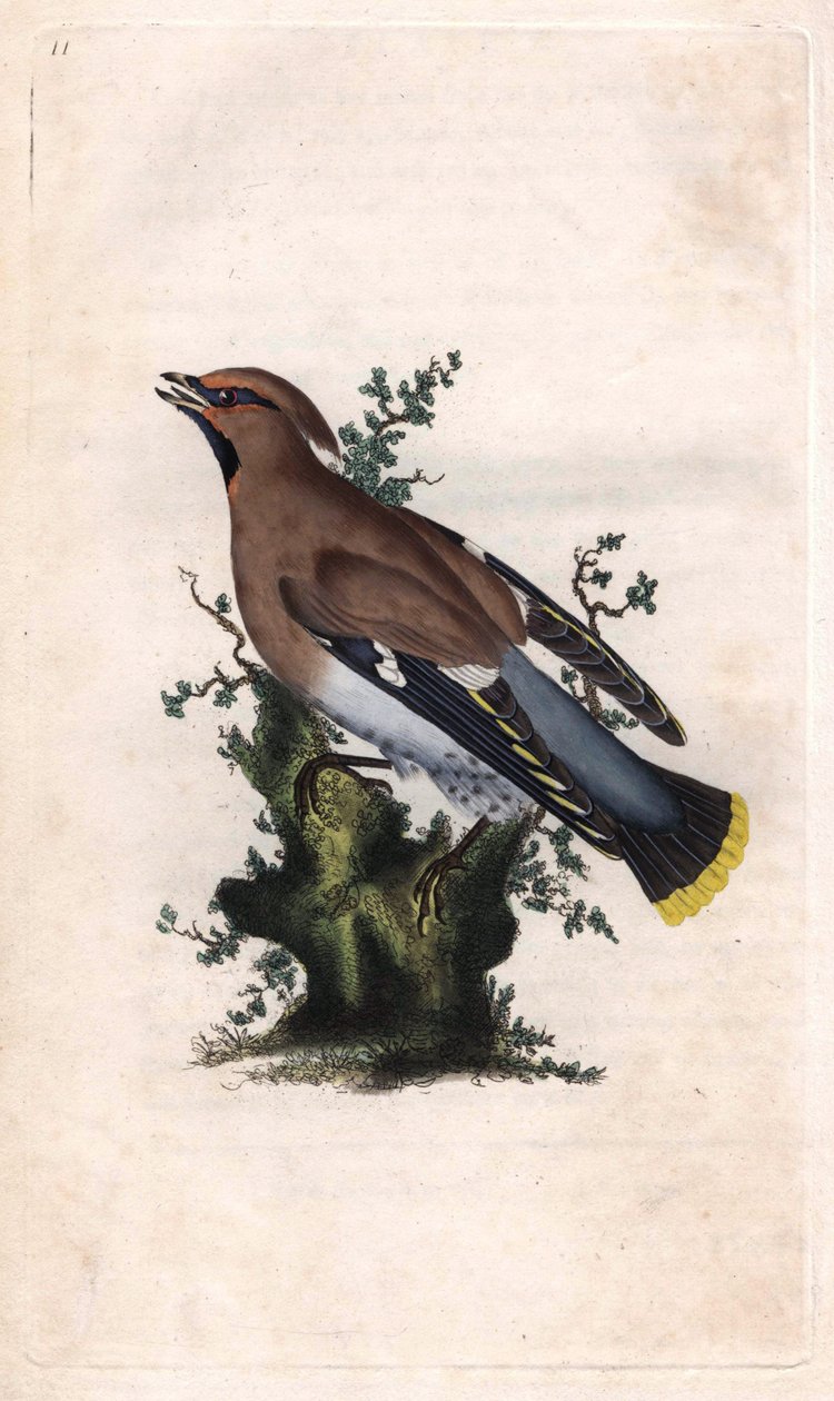 Boreaalista jaspista. Bombycilla garrulus (Ampelis garrulus). Edward Donovanin (1768-1837) kuparikaiverrus, julkaistu Natural History of British Birdsissä, Lontoossa tekijältä Edward Donovan