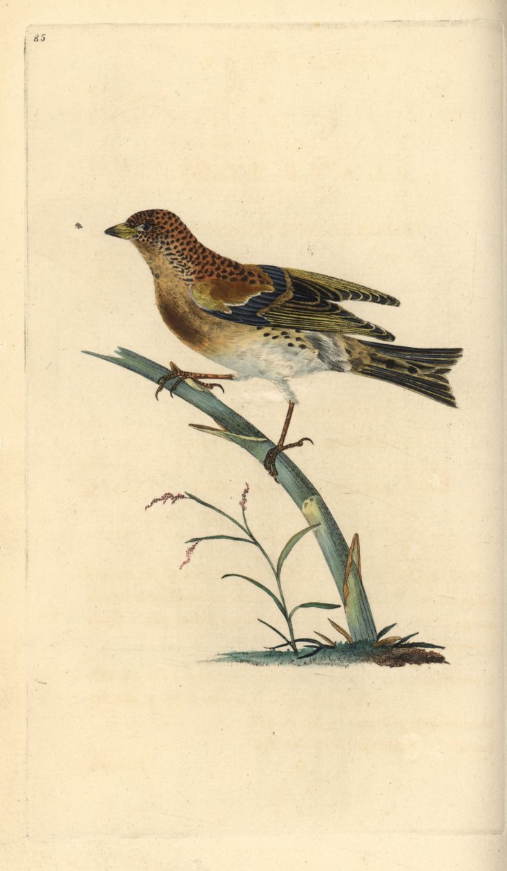 Brambling, Fringilla montifringilla. Käsinvärinen kuparilevy, jonka on piirtänyt ja kaivertanut Edward Donovan omasta "British Birds -luonnonhistoriastaan", Lontoossa tekijältä Edward Donovan