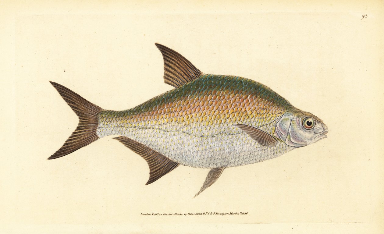 Lahna, Abramis brama (Cyprinus brama). Käsinvärinen kuparilevy, jonka on piirtänyt ja kaivertanut Edward Donovan teoksestaan Natural History of British Fishes, Donovan and F.C. ja J. Rivington, Lontoo tekijältä Edward Donovan