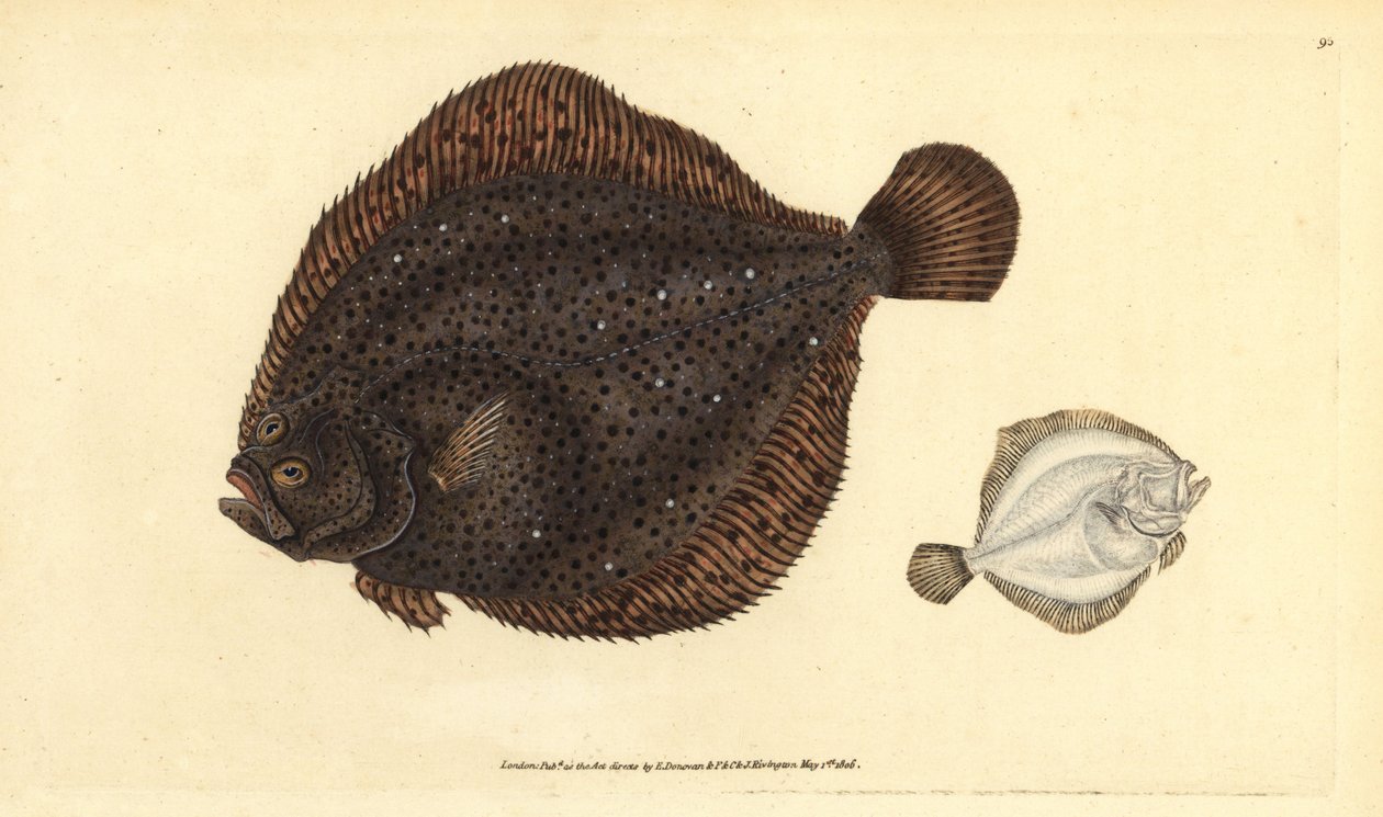 Brill tai helmi, Scophthalmus rhombus (Pleuronectes rhombus). Käsinvärinen kuparilevy, jonka on piirtänyt ja kaivertanut Edward Donovan teoksestaan Natural History of British Fishes, Donovan and F.C. ja J. Rivington, Lontoo tekijältä Edward Donovan