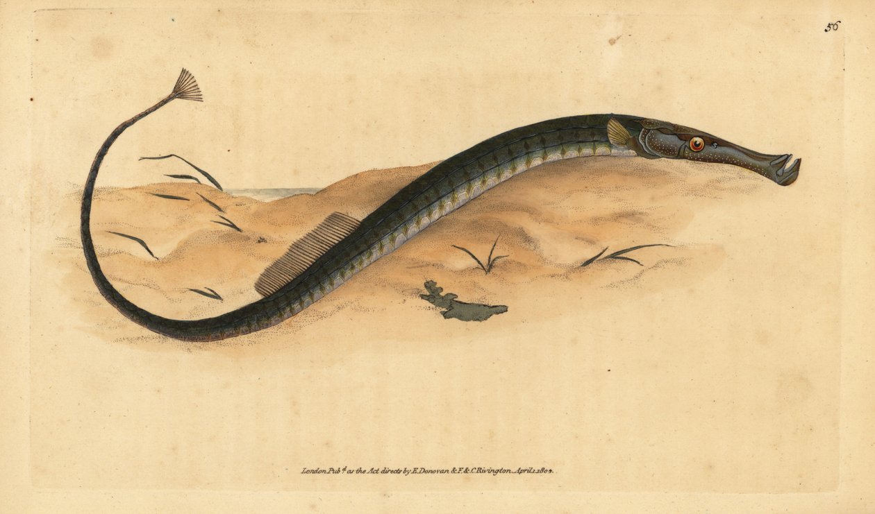 Leveäkorkoinen tai lyhyempi piippukala. Syngnathus tyfle. Käsinvärinen kuparilevy, jonka on piirtänyt ja kaivertanut Edward Donovan teoksestaan Natural History of British Fishes, Donovan and F.C. ja J. Rivington, Lontoo tekijältä Edward Donovan