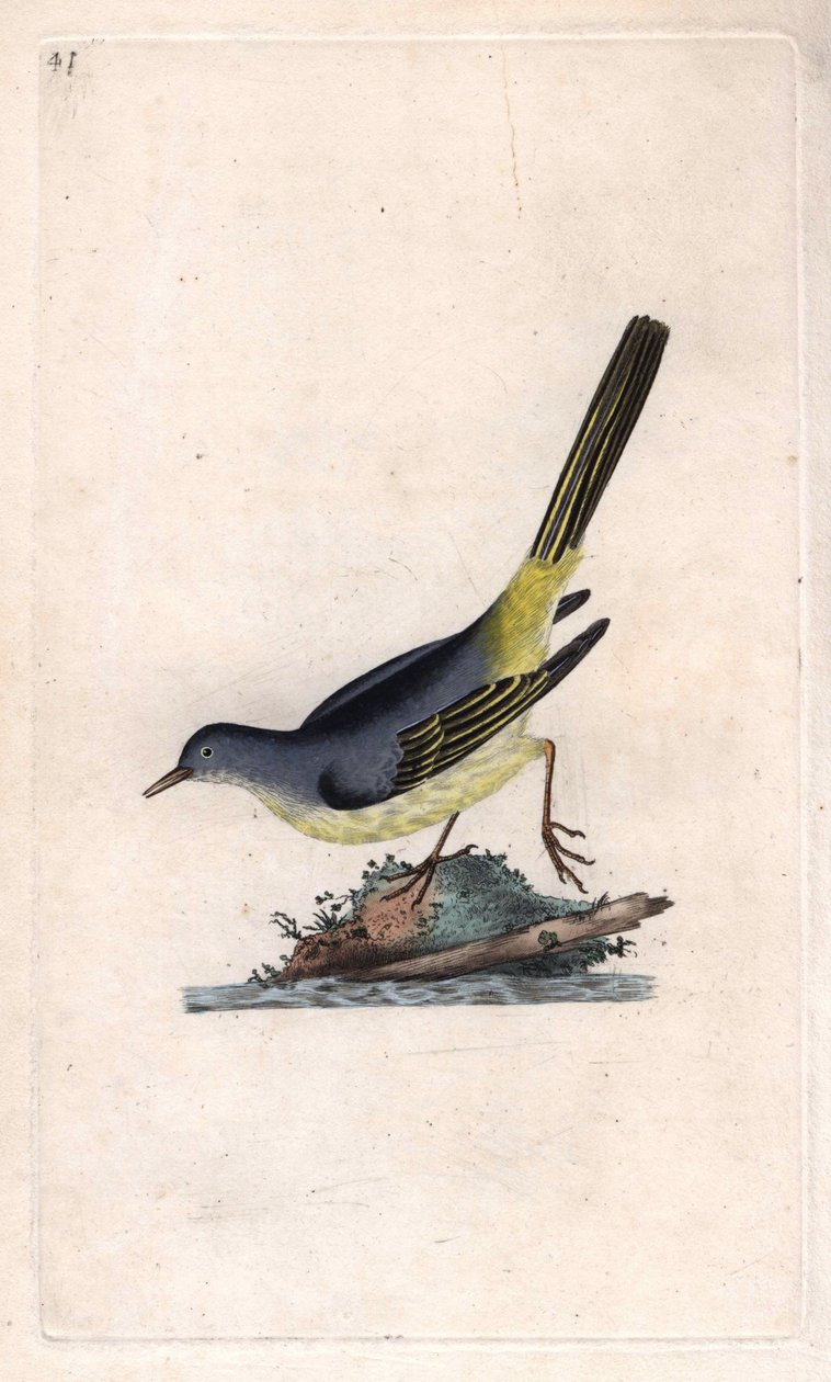Brook Shepherd. Motacilla cinerea (Motacilla boarula). Edward Donovanin (1768-1837) kuparikaiverrus, julkaistu Natural History of British Birdsissä, Lontoossa tekijältä Edward Donovan