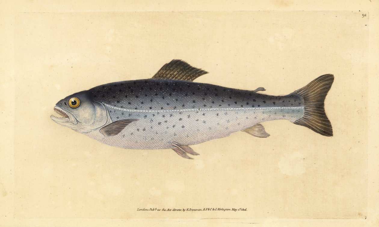 Taimen, Salmo trutta (Sewen, Salmo cambricus). Käsinvärinen kuparilevy, jonka on piirtänyt ja kaivertanut Edward Donovan teoksestaan Natural History of British Fishes, Donovan and F.C. ja J. Rivington, Lontoo tekijältä Edward Donovan