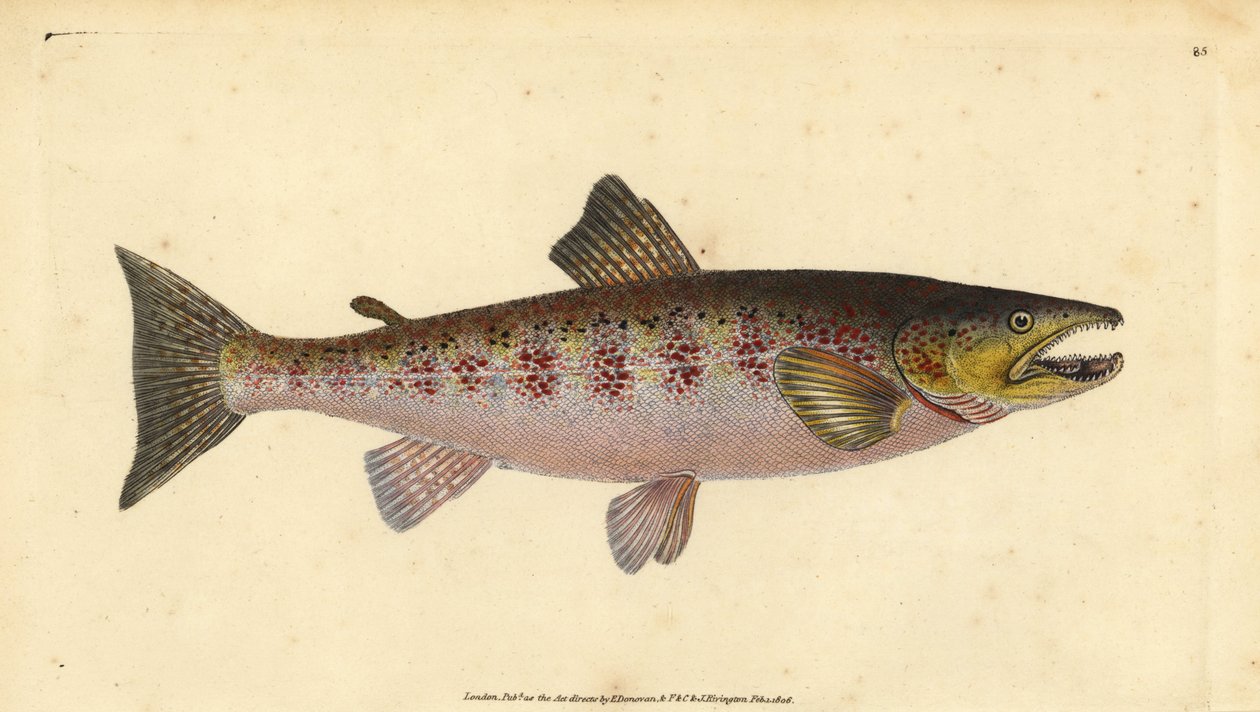 Taimen, Salmo trutta fario (Trout, Salmo fario). Käsinvärinen kuparilevy, jonka on piirtänyt ja kaivertanut Edward Donovan teoksestaan Natural History of British Fishes, Donovan and F.C. ja J. Rivington, Lontoo tekijältä Edward Donovan