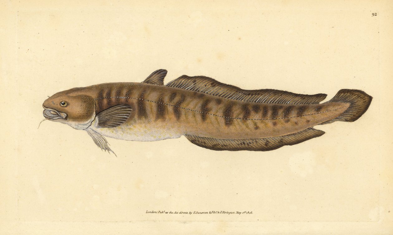 Burbot, Lota lota (Gadus lota). Käsinvärinen kuparilevy, jonka on piirtänyt ja kaivertanut Edward Donovan teoksestaan Natural History of British Fishes, Donovan and F.C. ja J. Rivington, Lontoo tekijältä Edward Donovan