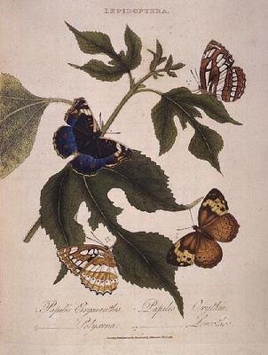 Perhoset: Papilio Erymanthis; Papilio Orythia; Papilio Polyxena; Papilio Leucohoe, pub. taiteilijan toimesta tekijältä Edward Donovan