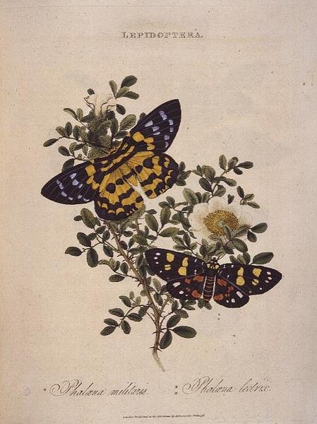 Perhoset: Phalaena Militaris, Phalaena Lectrix, pubi. taiteilijan toimesta tekijältä Edward Donovan