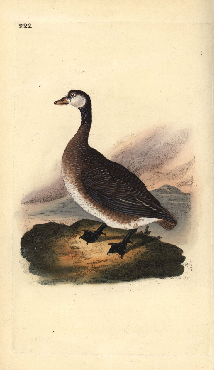 Kanadanhanhi, Branta canadensis. Edward Donovanin käsin piirtämä ja kaiverrettu kuparilevy omasta teoksestaan "Natural History of British Birds", Lontoo. tekijältä Edward Donovan