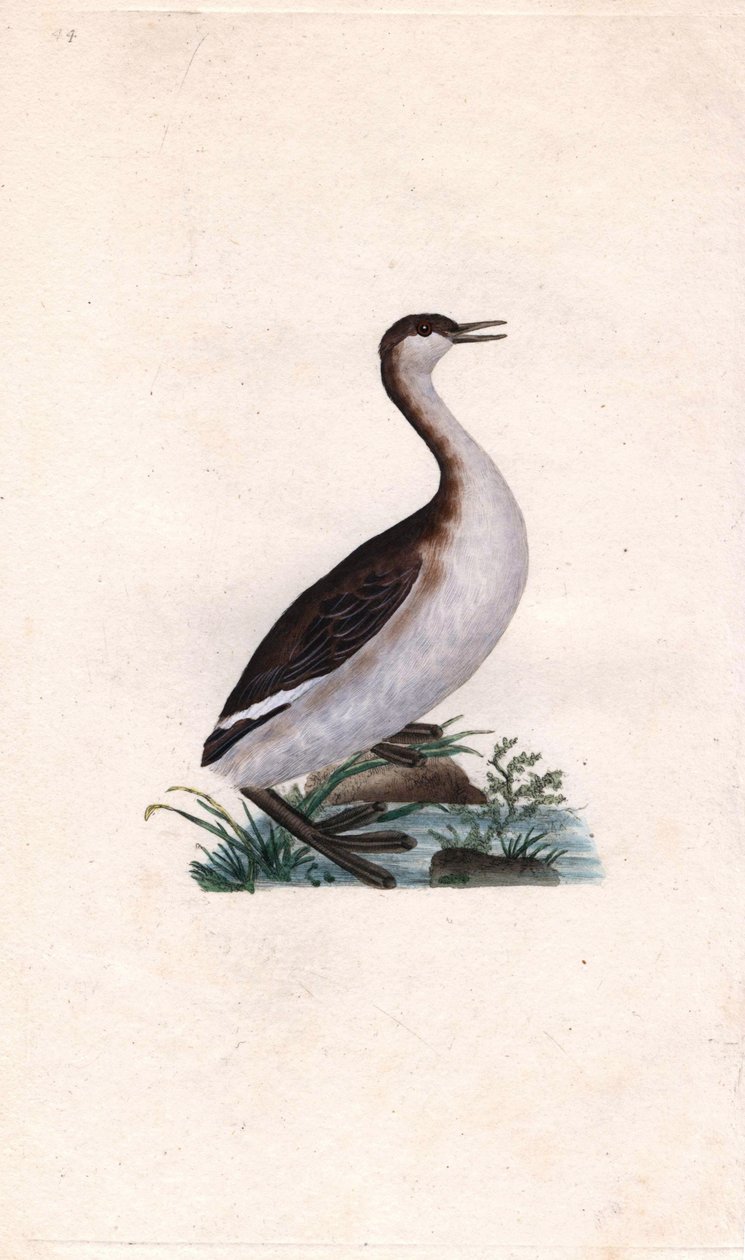 Castagny grebe. Tachybaptus ruficollis (Podiceps nigricans). Edward Donovanin (1768-1837) kuparikaiverrus, julkaistu Natural History of British Birdsissä, Lontoossa tekijältä Edward Donovan