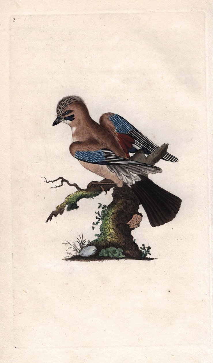 Chenes jay. Garrulus glandarius (Corvus glandarius). Edward Donovanin (1768-1837) kuparikaiverrus, julkaistu Natural History of British Birdsissä, Lontoossa tekijältä Edward Donovan