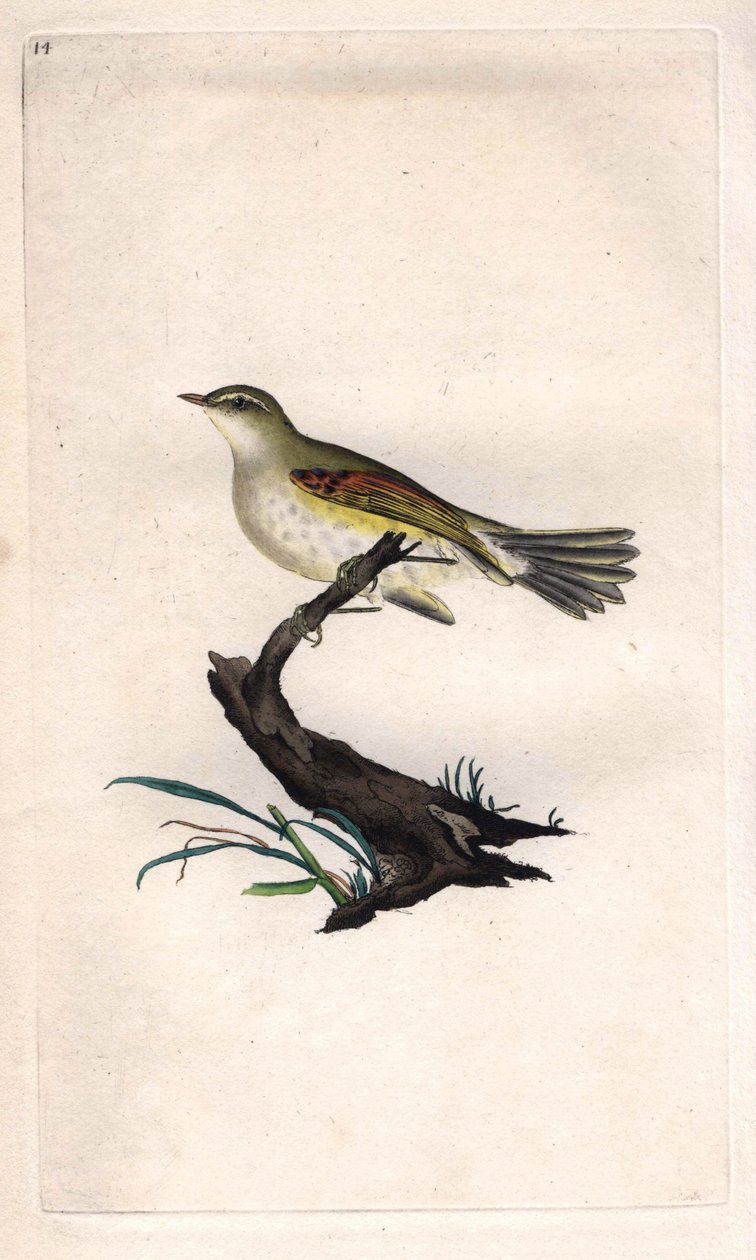 Kana fitis. Phylloscopus trochilus (Motacilla trochilus). Edward Donovanin (1768-1837) kuparikaiverrus, julkaistu Natural History of British Birdsissä, Lontoossa tekijältä Edward Donovan
