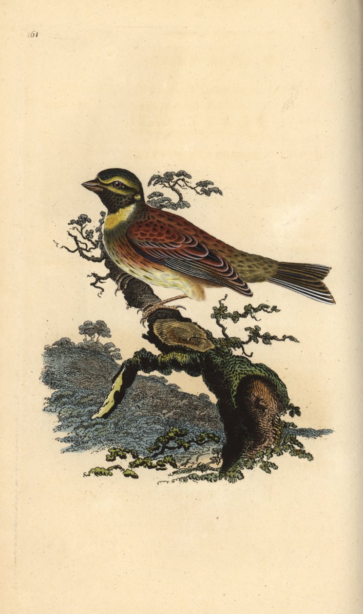 Sirkkusirkku, Emberiza cirlus. Käsinvärinen kuparilevy, jonka on piirtänyt ja kaivertanut Edward Donovan omasta "British Birds -luonnonhistoriastaan", Lontoossa tekijältä Edward Donovan