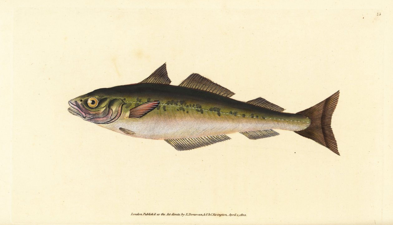 Hiilikala tai seiti, Pollachius virens (Gadus carbonarius). Käsinvärinen kuparilevy, jonka on piirtänyt ja kaivertanut Edward Donovan teoksestaan Natural History of British Fishes, Donovan and F.C. ja J. Rivington, Lontoo tekijältä Edward Donovan