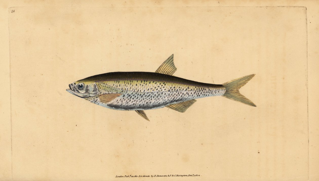 Harvinainen synkkä, Alburnus alburnus (Cyprinus alburnus). Käsinvärinen kuparilevy, jonka on piirtänyt ja kaivertanut Edward Donovan teoksestaan Natural History of British Fishes, Donovan and F.C. ja J. Rivington, Lontoo tekijältä Edward Donovan